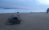En México el tráfico de tortugas marinas es penalizado con nueve años de cárcel.