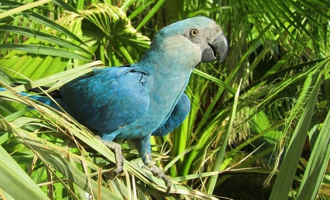 The Spix’s macaw is the eighth bird species to go extinct this century.