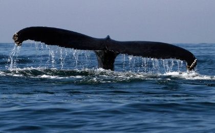 Researchers spot no new calves this year among endangered North Atlantic Right Whales