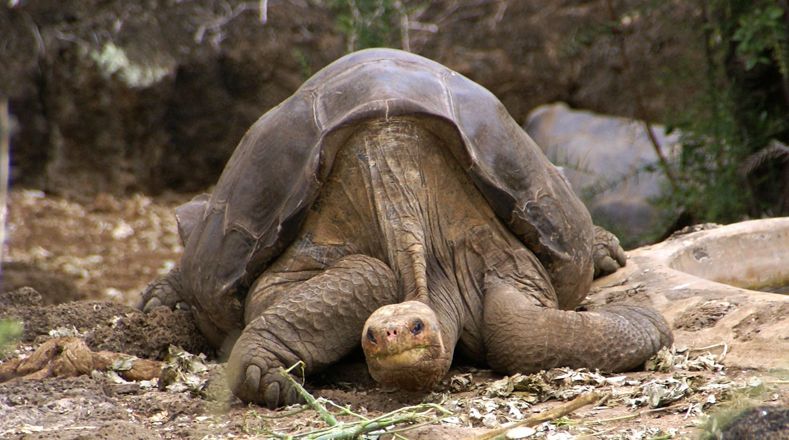 Tortuga de Abingdon: Esta especie de tortugas de las islas Galápagos (Ecuador) habitó hasta hace unos seis años la isla de Pinta o Abingdon, en el Pacífico. El último ejemplar, Solitario George, fue hallado en 1980 pero en 2012 murió sin dejar descendencia.