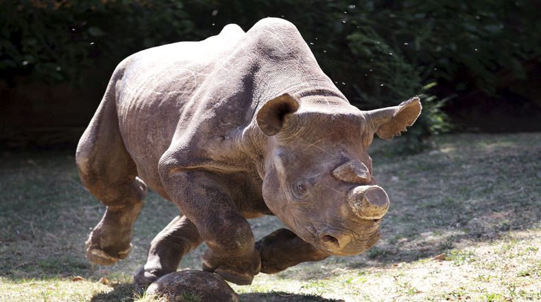 Rinoceronte negro occidental: Fue la subespecie más rara de rinocerontes negros y en septiembre de 2011 fue considerado extinto por la Unión Internacional para la Conservación de la Naturaleza. El último hábitat de esta especie tuvo lugar en Camerún.