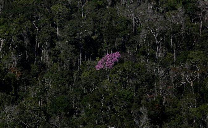 Trees growing in the Amazon forest in Apui, in the southern region of the state of Amazonas, Brazil, July 27, 2017