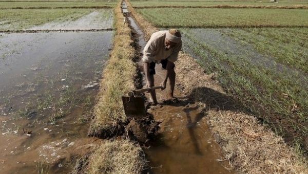 A farmer channels water to irrigate his wheat field on the outskirts of Ahmedabad, India, Dec. 15, 2015. 