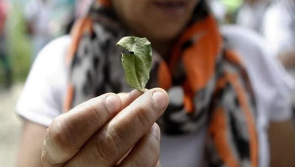 A boost of 64 percent coca crops was recorded in Antioquia, Cauca, Putumayo and Norte de Santander.