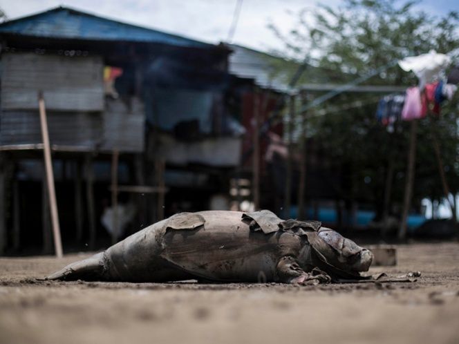 Más de ocho mil pescadores tabasqueños se han visto afectados por la muerte de los manatíes.
