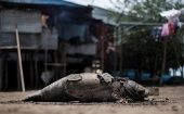 Más de ocho mil pescadores tabasqueños se han visto afectados por la muerte de los manatíes.