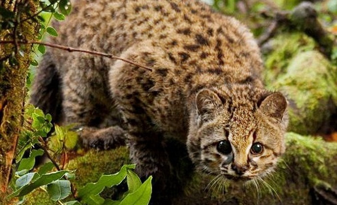 The kodkod wildcat was first listed on the Red List of the International Union for the Conservation of Nature (IUCN) in 1996.