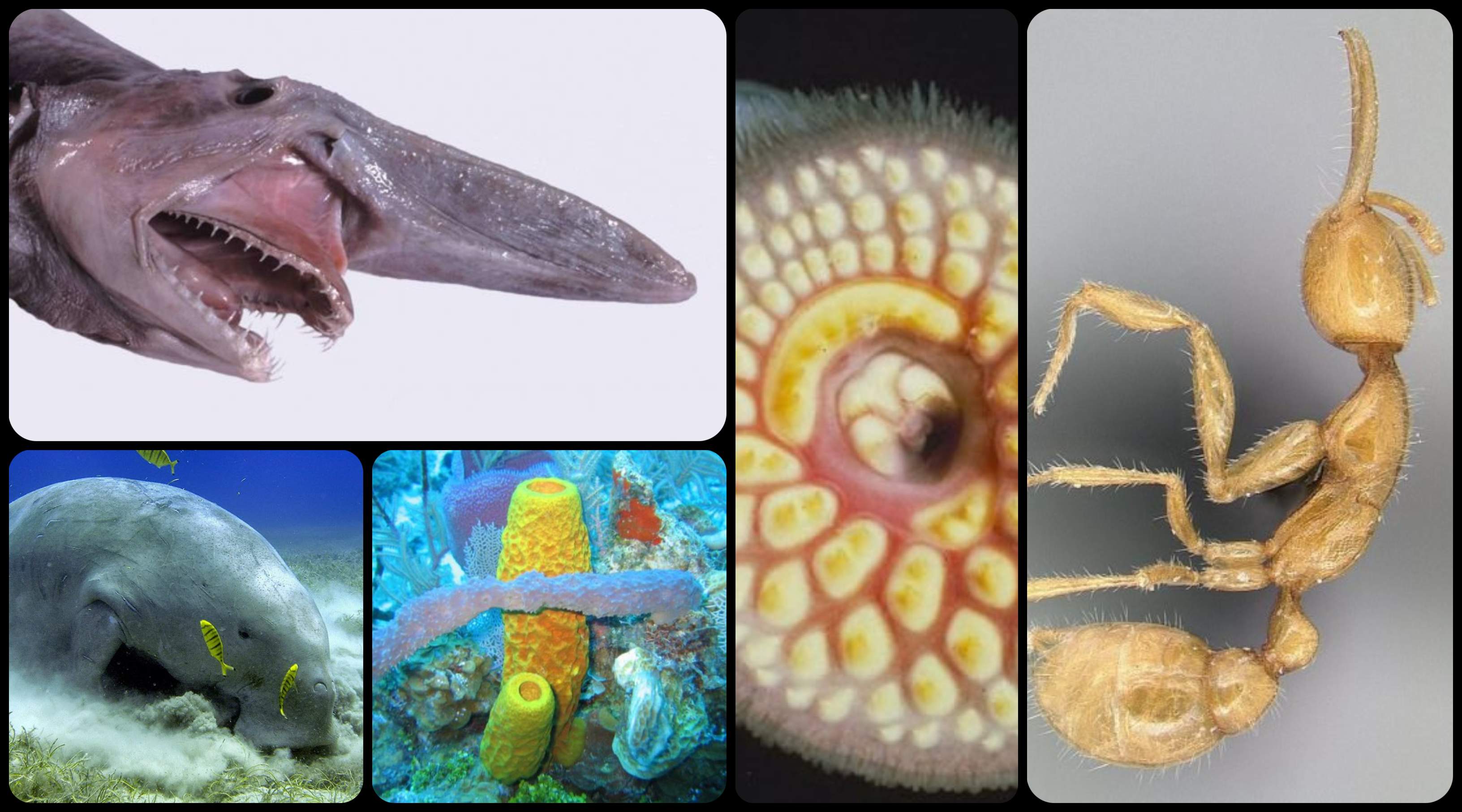¡Estos son los 5 animales más extraños y antiguos del planeta!