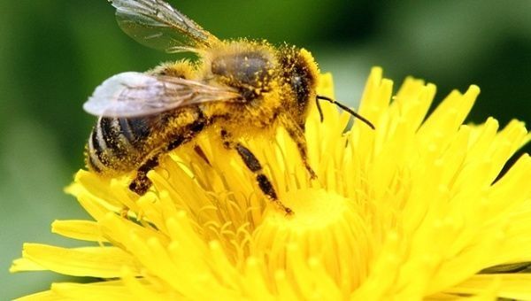 Bees help pollinate 90 percent of the world's major crops.