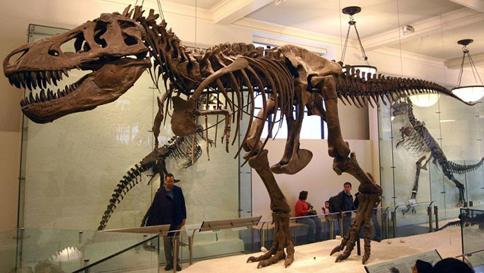 En el videojuego, el Tiranosaurio debe pasar por varias etapas, como enfrentarse a depredadores.