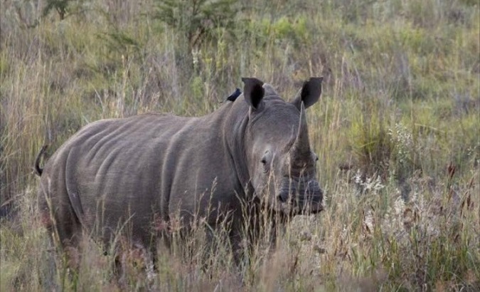 The Hluhluwe–Imfolozi nature reserve is home to hundreds of native wildlife such as rhinos, antelope, and big cats.