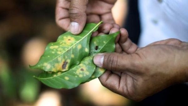 The symptoms of coffee rust include small, yellowish, oily spots that appear on the upper surface of plant leaves.