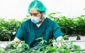 Nueva Zelanda se suma a Australia en la legalización del uso de la marihuana por conceptos médicos. 