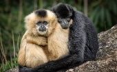 Actualmente se estima que existen 260 especies de monos.