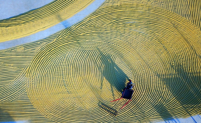 La increíble vista de un agricultor rastrillando su cultivo de arroz seco en la región de Jiangsu, al este de China. 