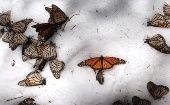 Las mariposas monarca ya fueron agregadas en 2017 a la lista de las 517 especies en peligro de extinción. 