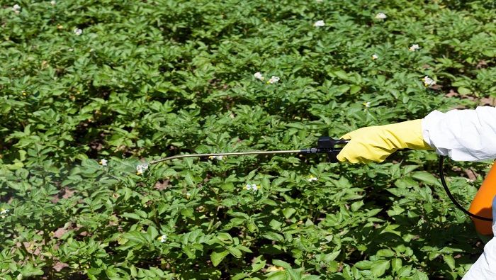 La nación suramericana entró en debate por la posible renovación del permiso para fumigar y eliminar cultivos ilícitos con glifosato.
