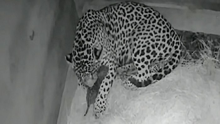 La madre jaguar llamada Bianca fue inseminada en noviembre de 2018.