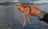 The Titicaca water frog, also known as the scrotum frog.