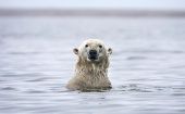 A polar bear swims at the Arctic National Wildlife Refuge.