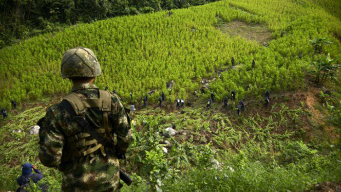 Las comunidades rurales colombianas siguen sometidas por grupos armados que les imponen cultivos ilícitos.