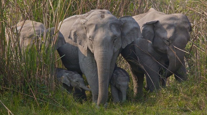 "Ellos ayudan a mantener los ecosistemas del bosque y la sabana para otras especies y son parte integral de la biodiversidad", aseveró Marsden Momanyi, gerente de prácticas de vida silvestre del Fondo Mundial para la Naturaleza (WWF, por sus siglas en inglés), a propósito del Día Mundial del Elefante que se celebró el 12 de agosto.