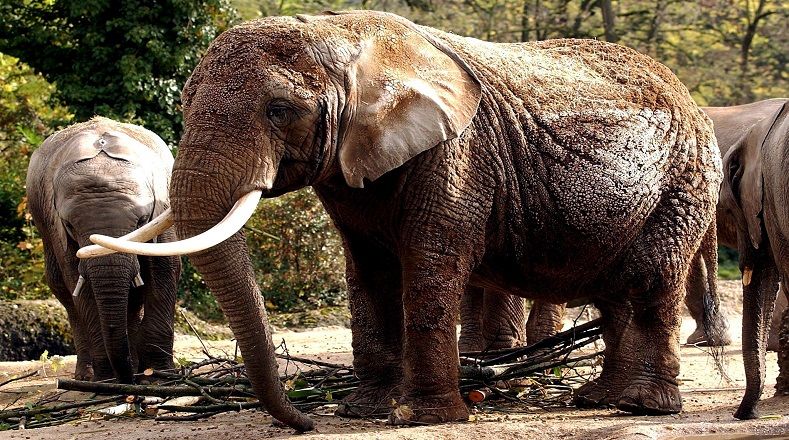 El experto también señaló que en el siglo pasado cerca del 90 por ciento de los elefantes africanos fue aniquilado, muchos de ellos por el comercio de marfil. 