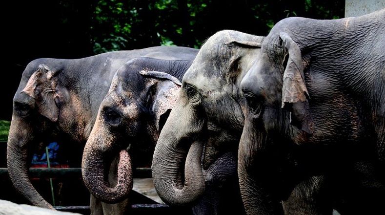  Mientras tanto, la mayor amenaza para los elefantes asiáticos es la pérdida de hábitat por la expansión de los asentamientos humanos.