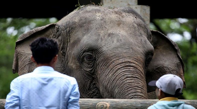 Otro peligro que persigue a los elefantes asiáticos es el comercio de sus pieles para polvos y pastillas medicinales y joyas. Este mercado ha proliferado desde 2018, primero en Myanmar, pero se ha extendido a  China, Laos, Vietnam y Camboya.