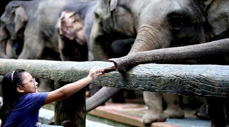 Los elefantes asiáticos no tienen colmillos, lo que los había mantenido relativamente a salvo hasta que inició el negocio de las pieles. Los cazadores atacan tanto a adultos como a crías para remover sus pieles.