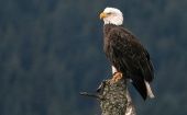 Una de las especies incluidas en la Ley de Especies en Peligro de Extinción de EE.UU. es el águila calva.