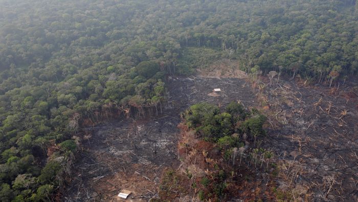 Los devastadores incendios forestales cumplen 19 días y ha afectado bosques de Brasil, Bolivia y Paragua.