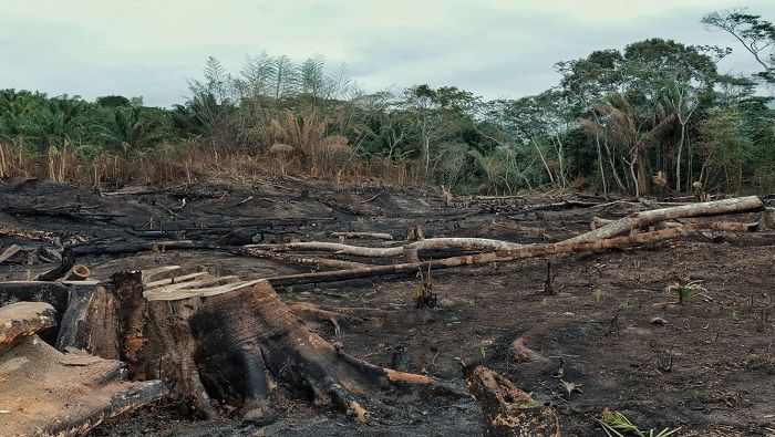 De acuerdo con datos de la administración boliviana, existen al menos 4.462 familias afectadas por esta tragedia forestal en la Chiquitanía.