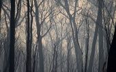 Burnt trees are seen in Mallacoota, Victoria, Australia January 10, 2020.