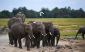 Elephants are seen in Amboseli National Park, Kenya, June 15, 2019. 