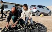 Palestinian farmer puts freshly picked eggplants in boxes at his farm in the village of Al-Jiftlik near Jericho in the Israeli-occupied West Bank.