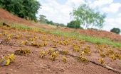Los enjambres inmaduros se desarrollarían al inicio de la próxima temporada de lluvias, coincidiendo con la época más importante de siembra al este de África.