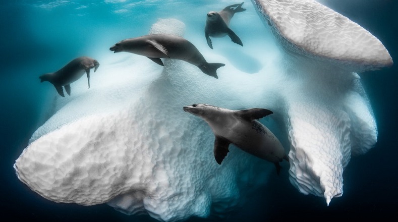 Un compendio de la fauna y flora marina ocupó gran parte de la muestra premiada este año en el UYP. En esta ocasión, la imagen ganadora pertenece al fotógrafo francés Greg Lecoeur, quien resume la función de los icebergs de la Antártica como hábitats y proveedores de la vida marina.