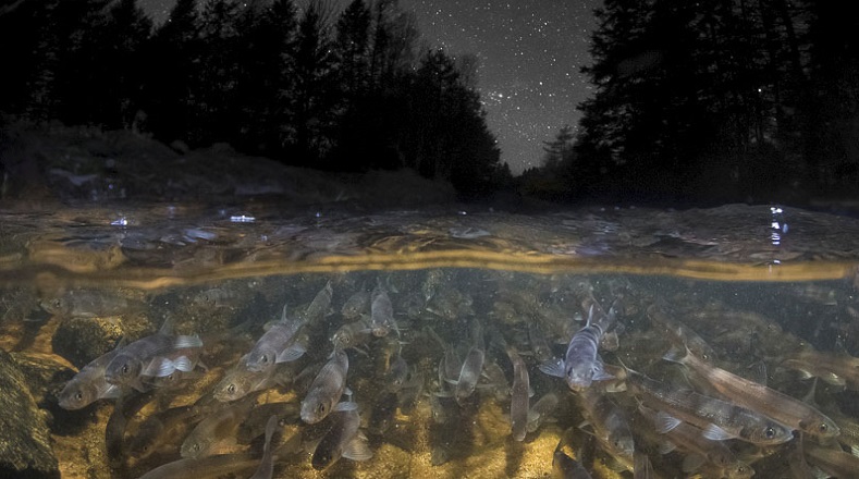 En el apartado de Altamente Recomendado, la obra “Debajo de los cielos estrellados” de Sean Landsman presenta a esta especie anádroma de peces de agua dulce y salada.