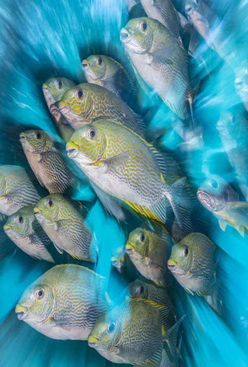 Ganadora en la categoría de Fotógrafo submarino británico del año, la imagen de Nicholas More muestra un banco de peces Conejo debajo de un embarcadero. La foto fue tomada en Raja Ampat, Indonesia, con una técnica que agrega más dinamismo a las imágenes.