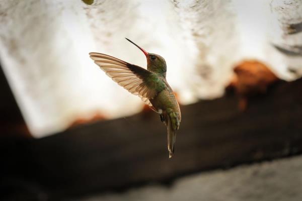 El colibrí, también conocido en Uruguay como picaflor, es un ave pequeño que vive solamente en el continente americano. En la actualidad, existen 388 especies. 