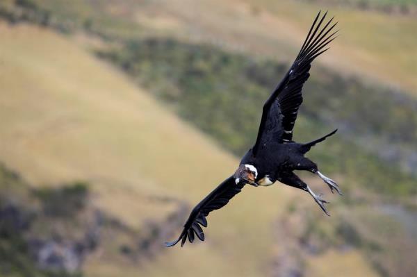 El cóndor andino se caracteriza por poseer un collar blanco y ser una de las aves voladoras más grandes que existen en la actualidad. 
