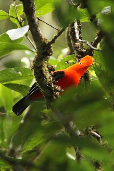 El gallito de las rocas es el ave nacional de Perú desde 1941. Su hábitat natural es la zona amazónica del país suramericano. 