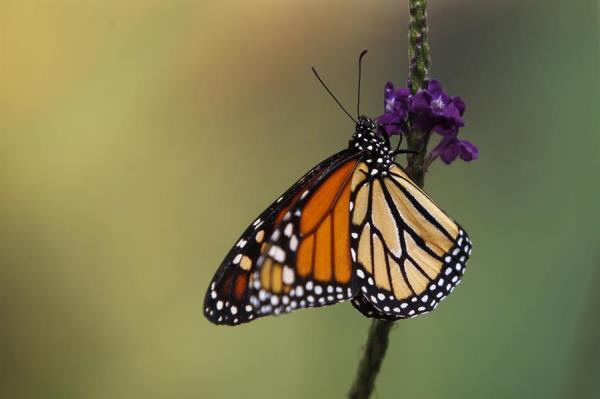 La mariposa monárquica habita en los bosques mexicanos y se le reconoce internacionalmente por su compleja, larga y numerosa migración que realiza en algunas zonas del norte de América.