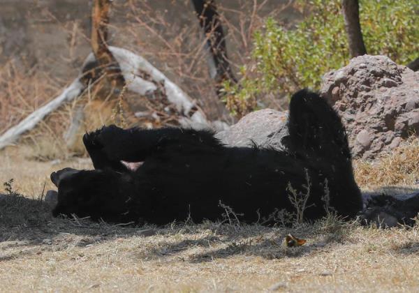 El oso andino o jukumari es un mamífero que habita en los bosques andinos, los páramos y zonas semiáridas. 
