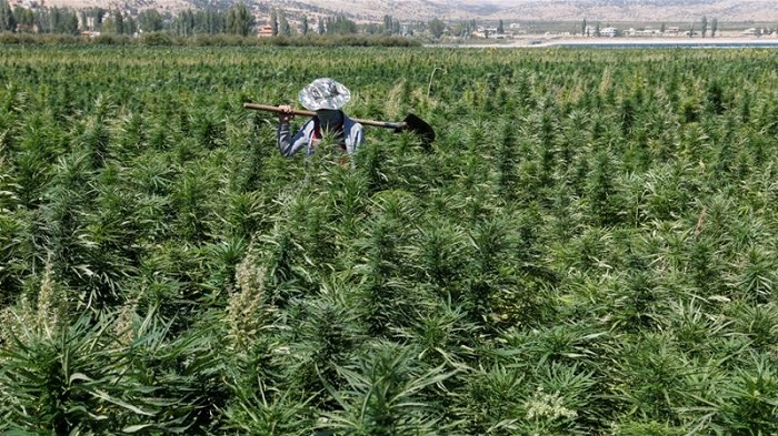 Es ilegal producir, vender o usar cannabis en el territorio libanés.