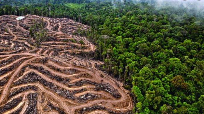 La deforestación ha generado cambios en el ecosistema que afectan la salud de la humanidad.