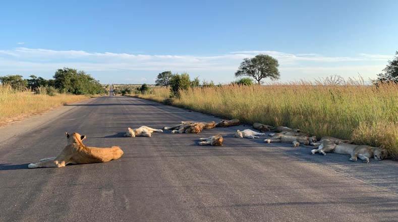 Al menos 13 leones del Parque Nacional Kruger fueron vistos el 15 de abril en Sudáfrica ante la ausencia de turistas, tomando el sol en medio de una carretera.