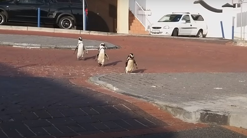 Por su parte, en Sudáfrica, varios pingüinos se pasearon por las calles de la ciudad ante la ausencia de las personas en medio de la pandemia.