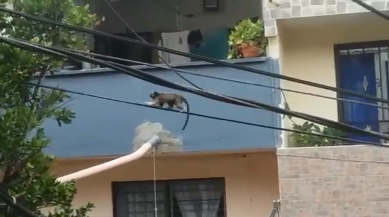 En barrios de Medellín, Colombia, se han registrado Monos Tití grises caminando a través de las cuerdas de electricidad.